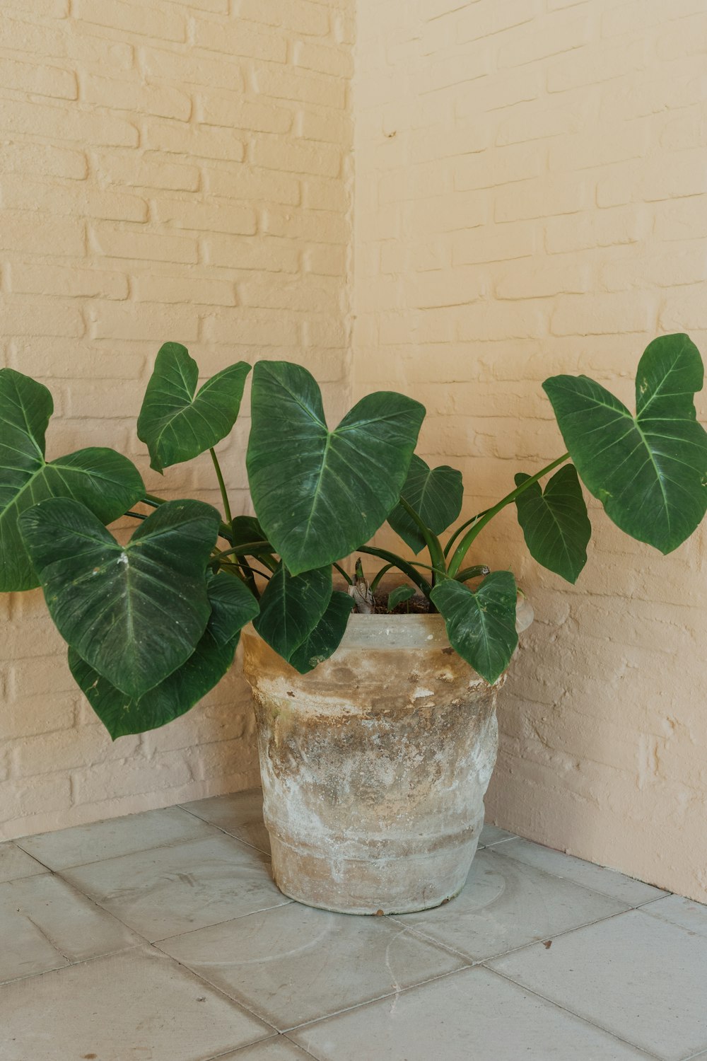 a potted plant sitting on top of a tiled floor