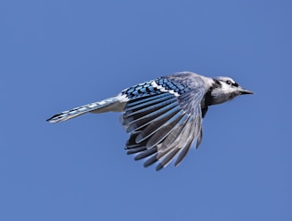 A close-up of a blue jay mid-flight with wings spread wide against a clear sky.