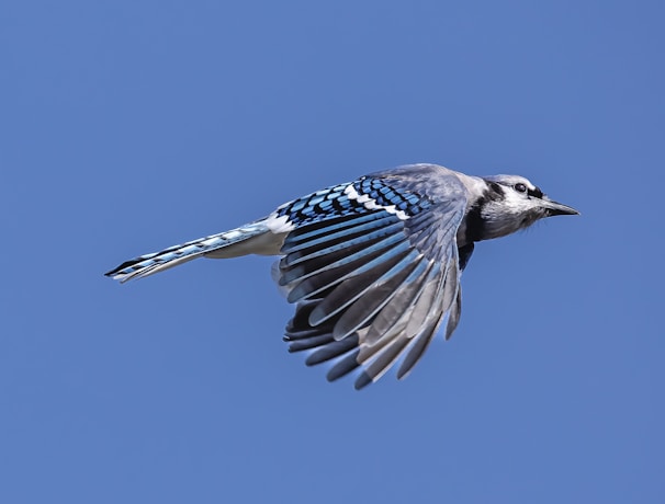 A close-up of a blue jay mid-flight against a clear blue sky