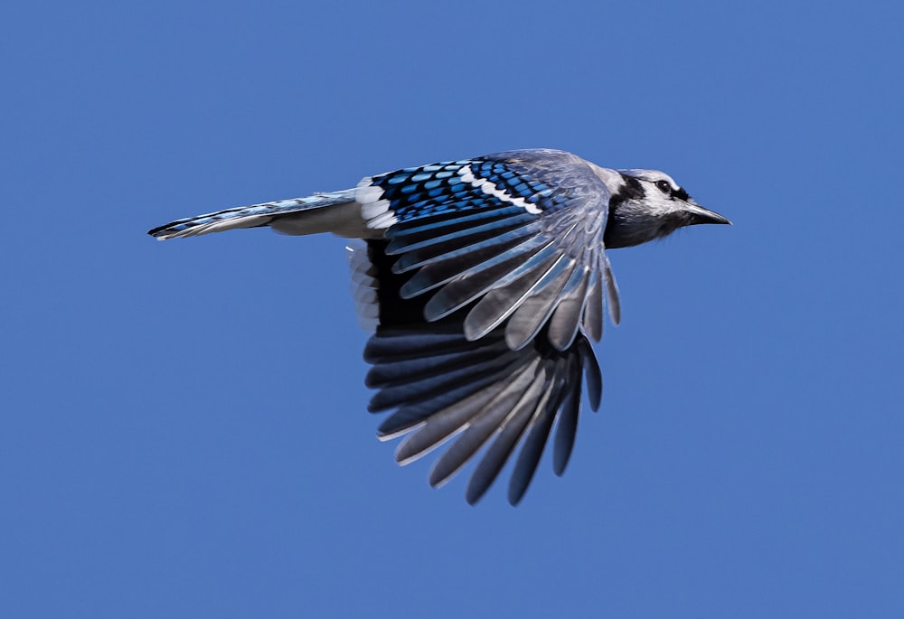 a blue and white bird flying through a blue sky