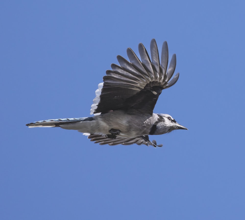 a bird flying through a blue sky with its wings spread