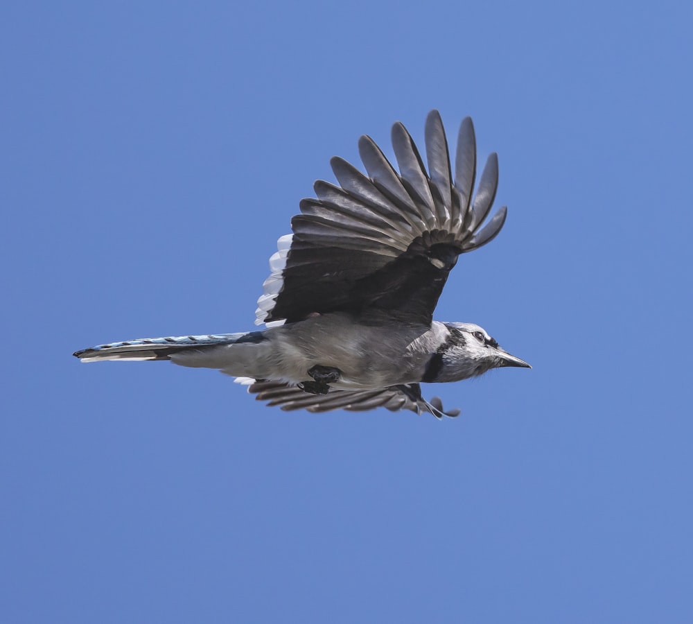 Un oiseau volant dans un ciel bleu avec ses ailes déployées