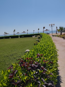 A well-maintained park with a neatly trimmed green lawn and rows of lush green hedges along a pavement. There are several palm trees and straw parasols in the background, with the sea visible beyond. A street lamp with three globes stands near the path, adding to the serene seaside setting.
