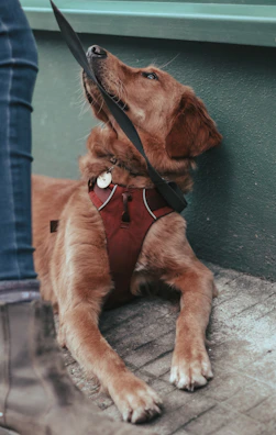 A golden retriever eagerly waiting for a walk with its leash in mouth.