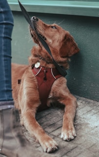 A golden retriever wearing a red harness lies on a stone-paved ground, holding a black leash in its mouth. The dog's gaze is directed upwards, toward a person wearing jeans and boots standing nearby. The background features a green wall.
