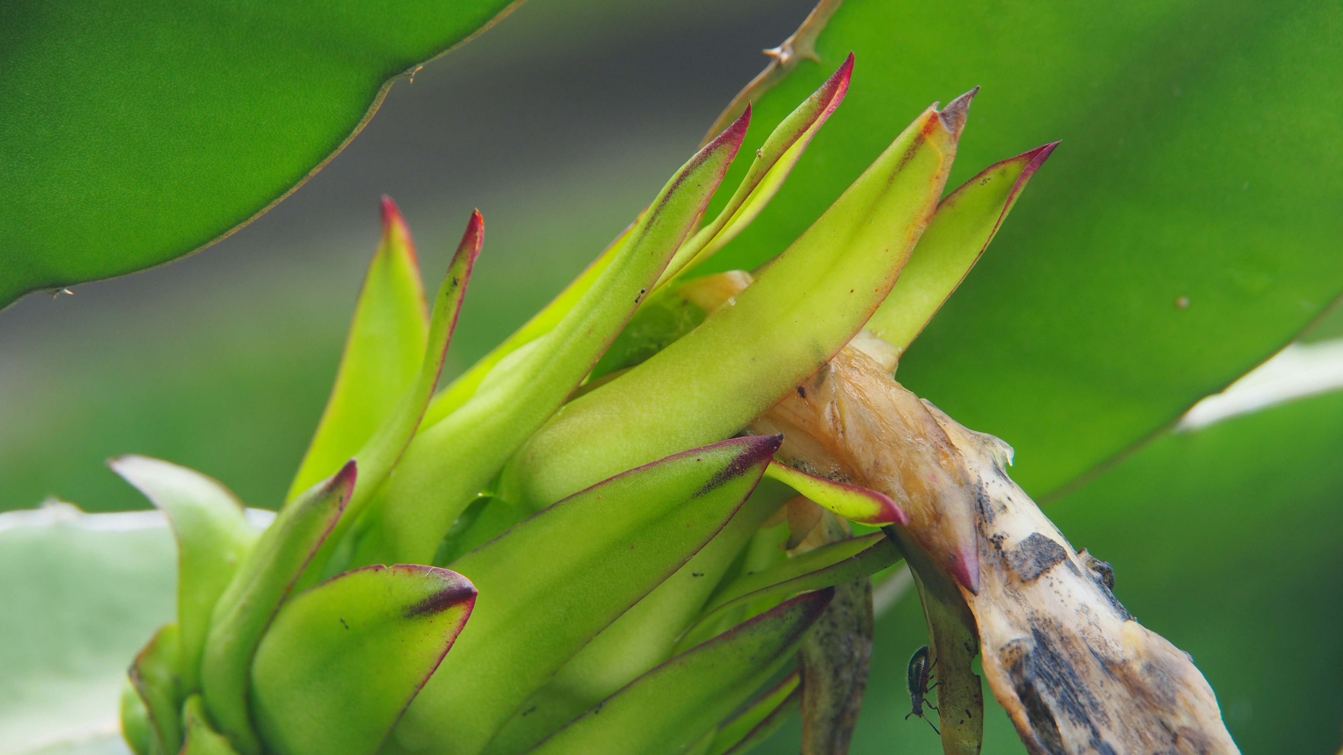a close up of a plant with a bug on it