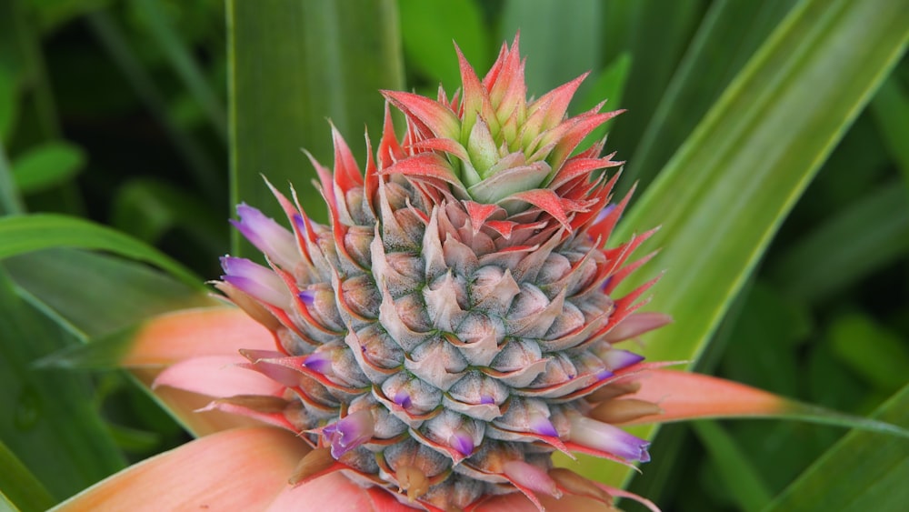 a close up of a flower with green leaves in the background