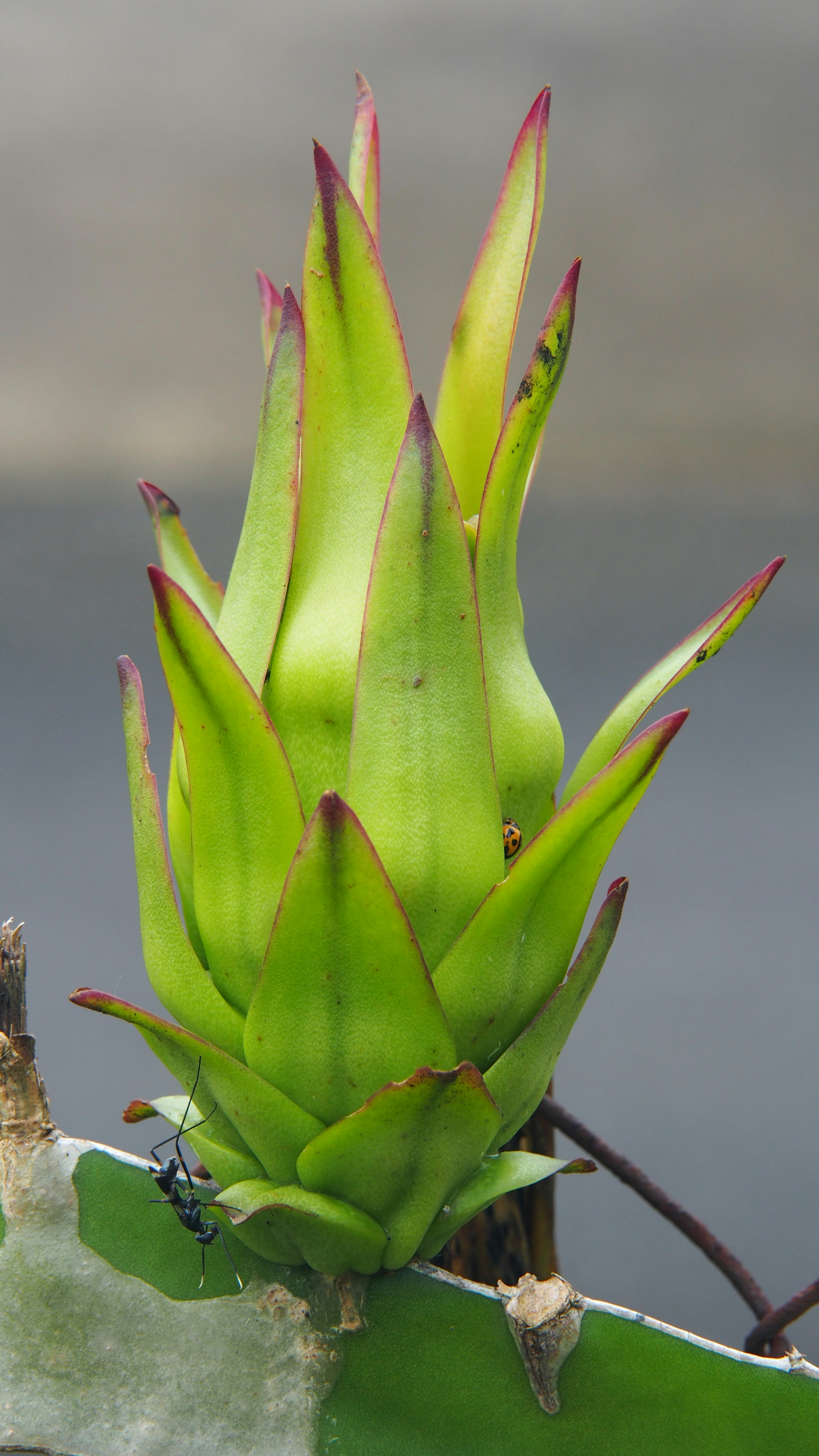 a close up of a green plant with red tips