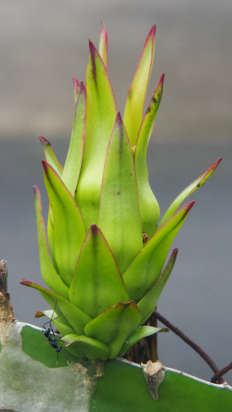 Dragon fruit flower — these large, fragrant blooms open at night and often require hand pollination for fruit set