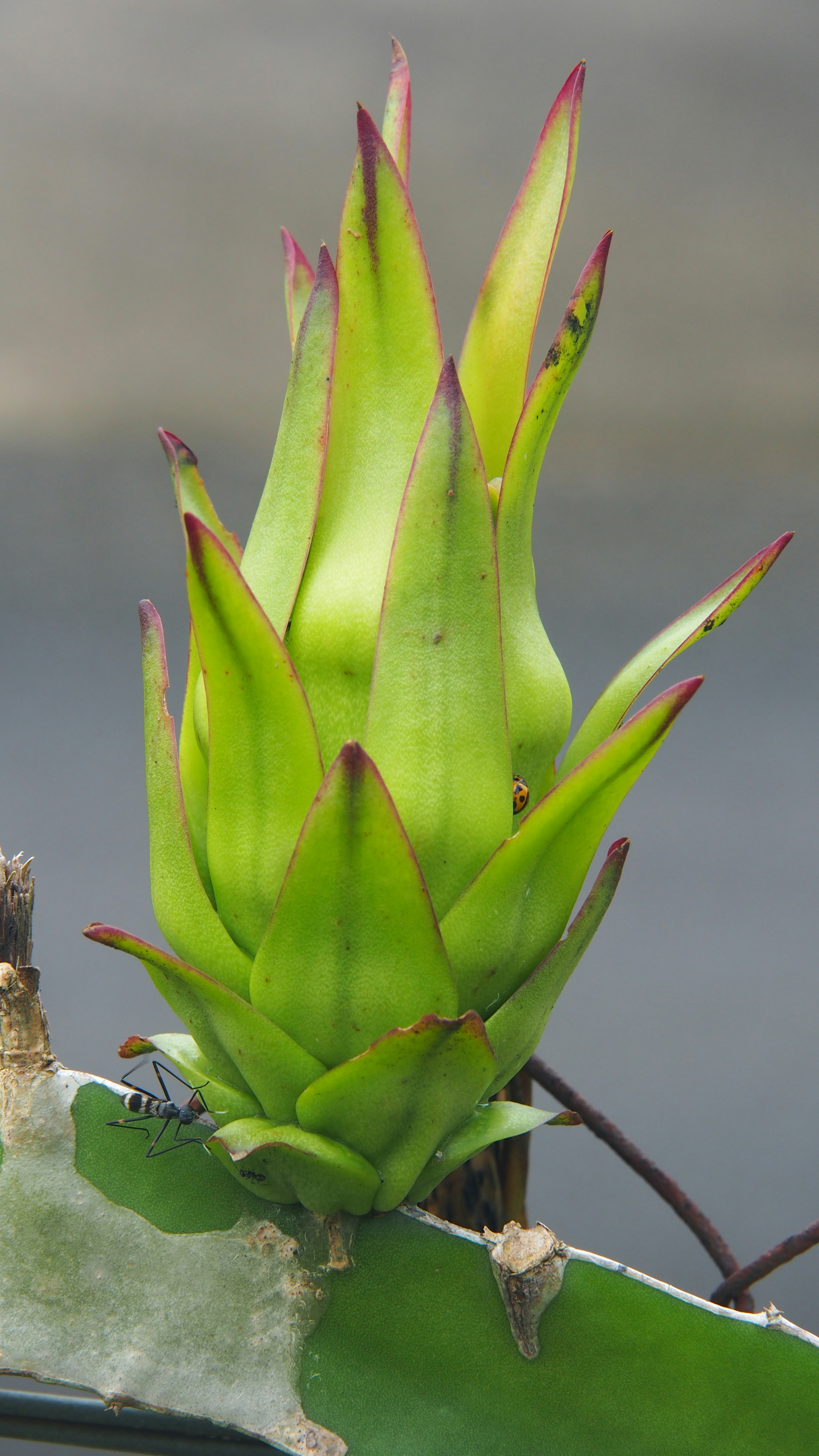 a close up of a green plant with red tips
