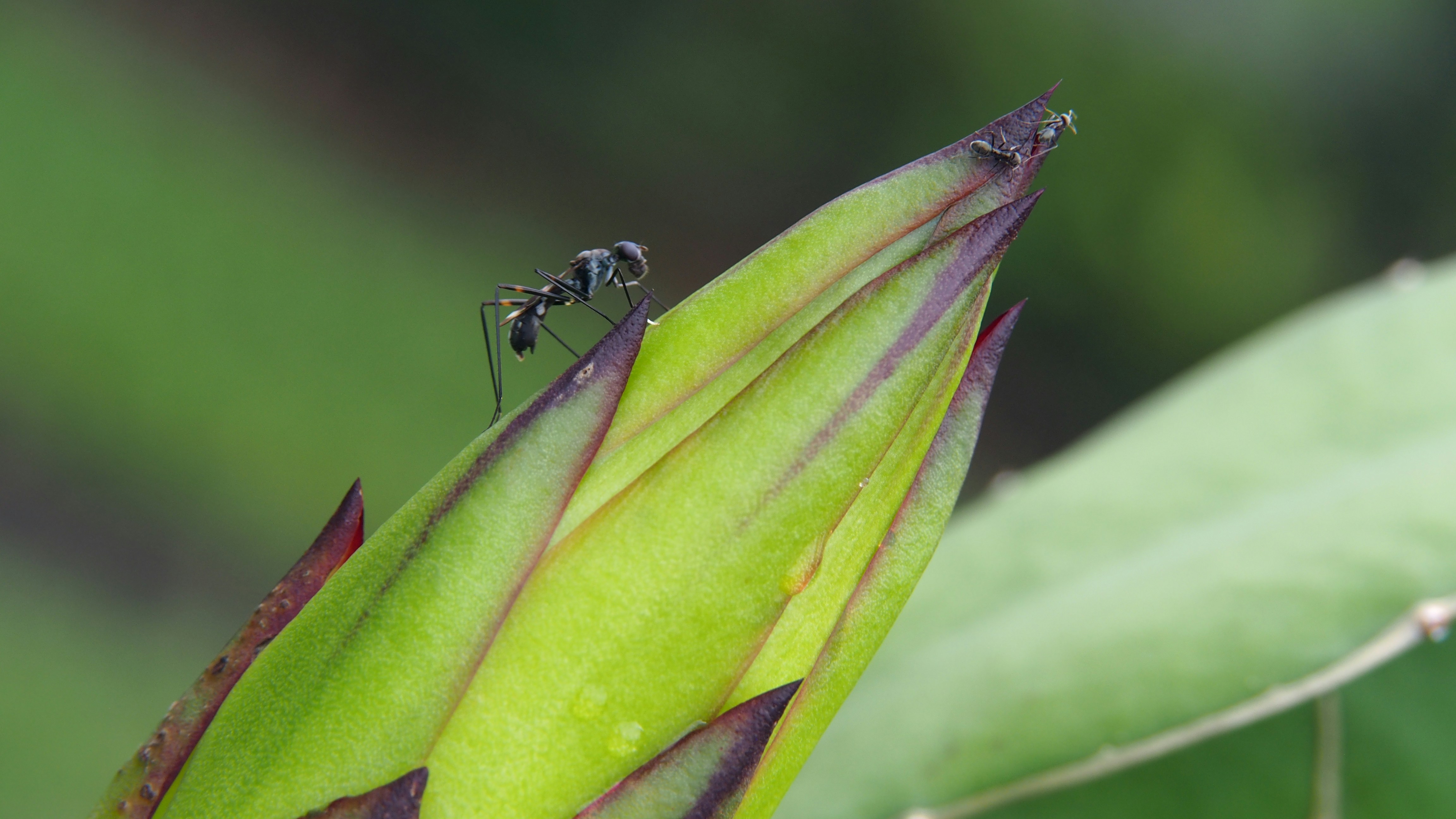 a couple of ants are sitting on a flower