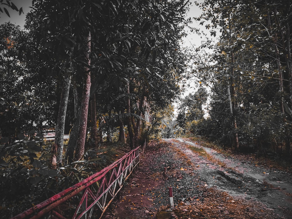 a dirt road in the middle of a forest