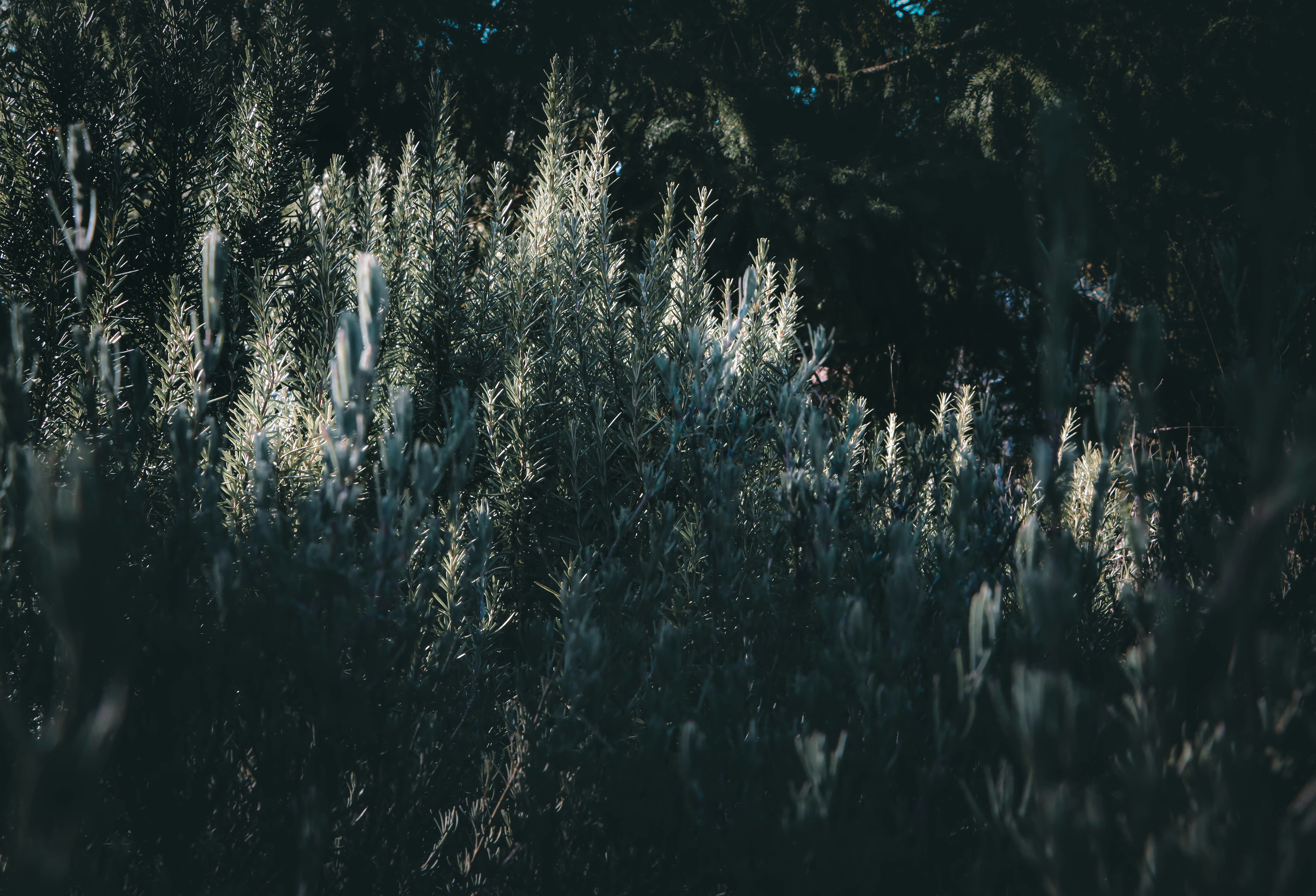 Photo by davidjboozer