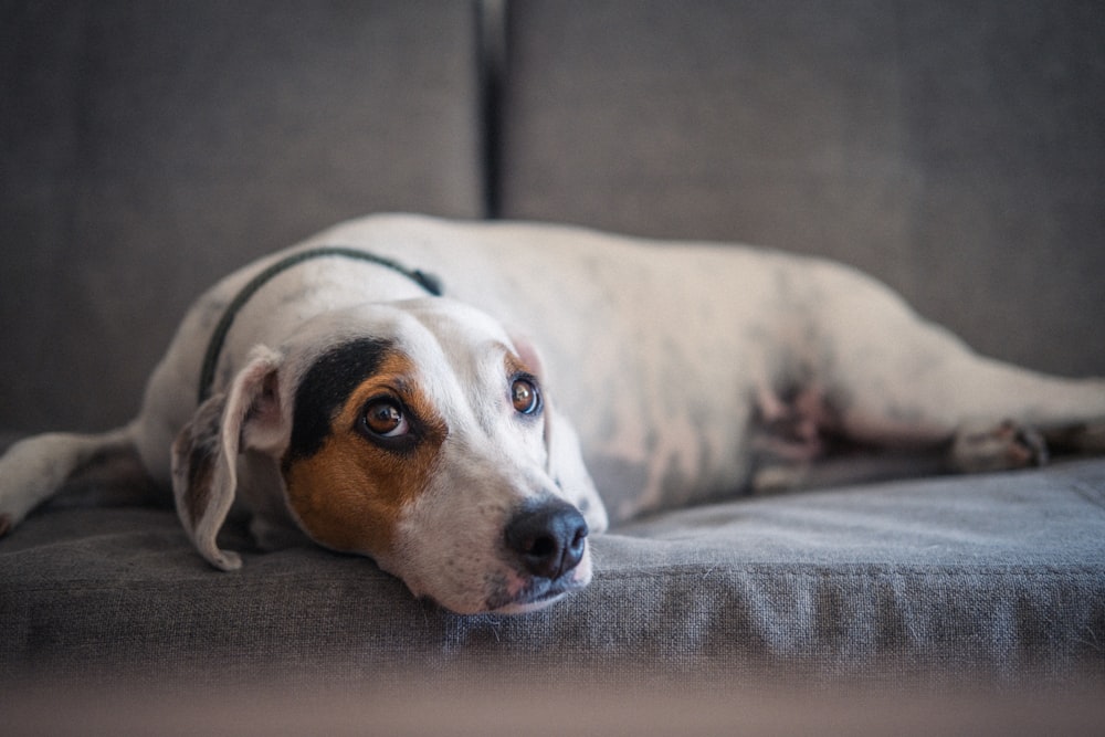 a dog laying on a couch with its head resting on the arm of the couch