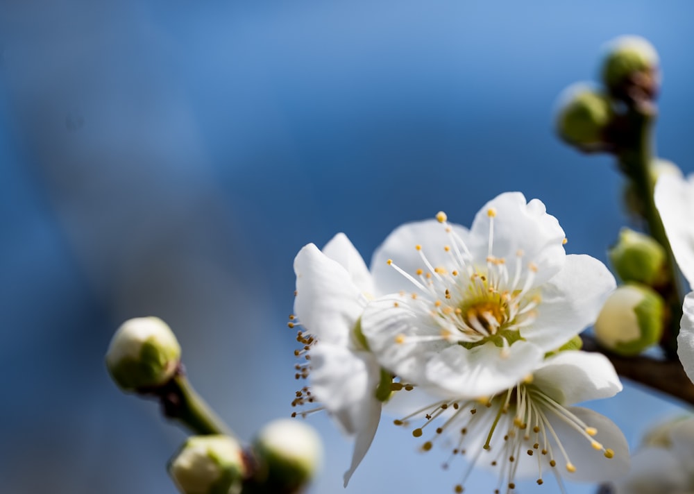 a close up of some white flowers on a tree