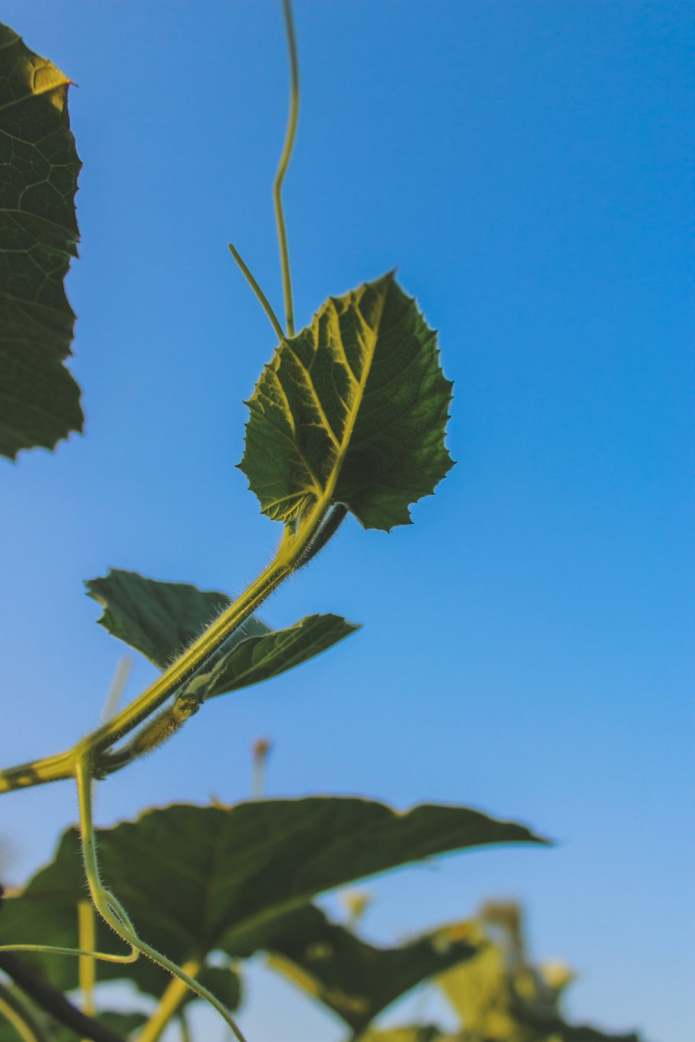 a close up of a leaf on a plant