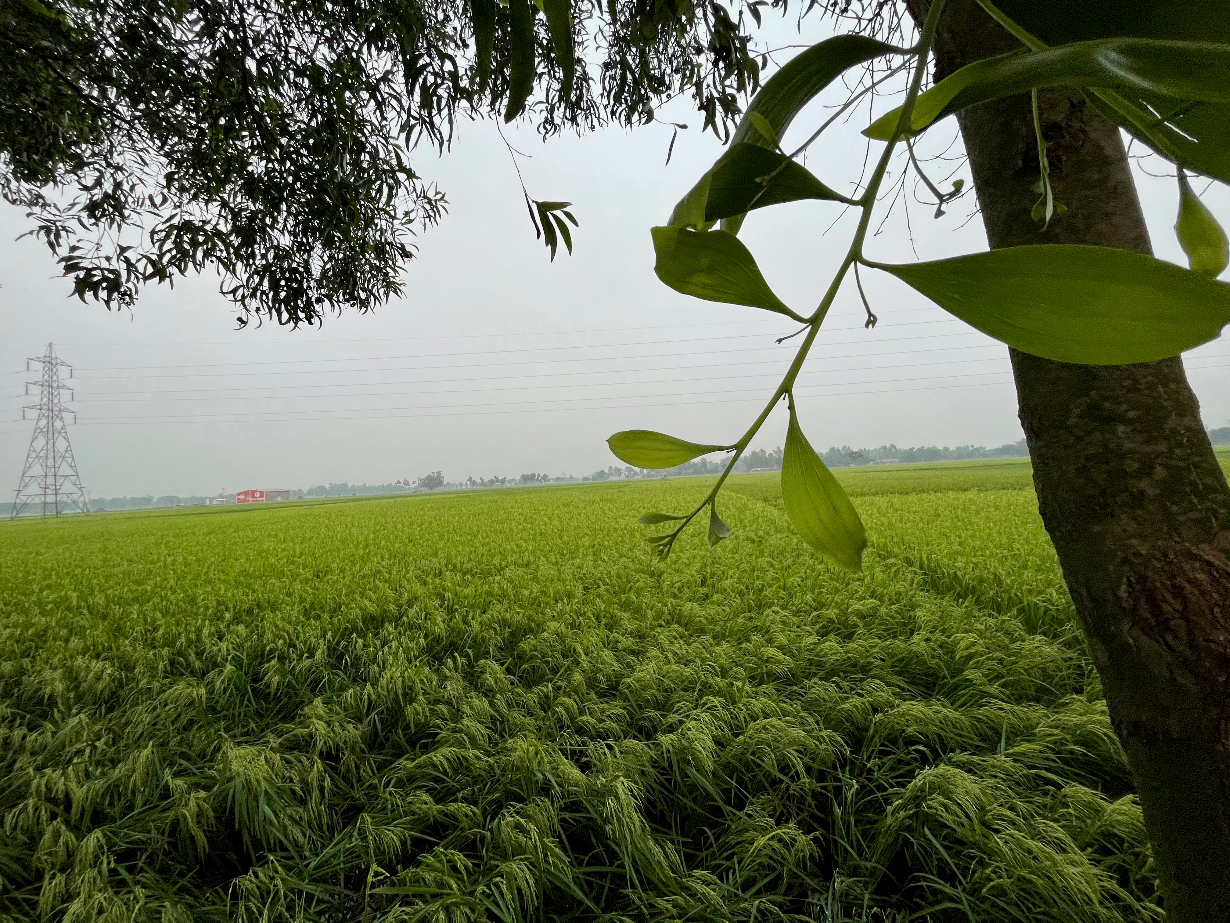 एक हरा-भरा धान का खेत बारिश में भीग रहा है, आशा का प्रतीक।