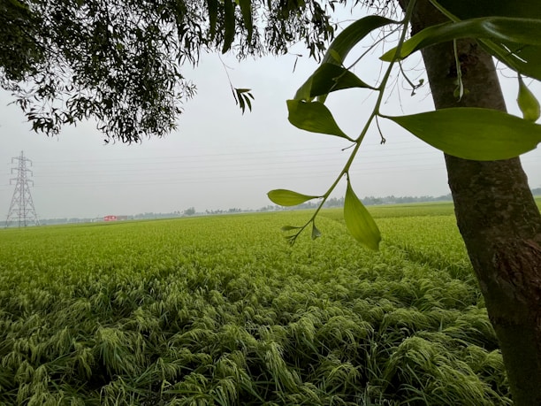 A lush green field of crops extends to the horizon, bordered by a line of trees in the distance. In the foreground, tree branches and leaves partially frame the scene. A power transmission tower stands on the left side against a slightly overcast sky. A small red structure is visible near the horizon.
