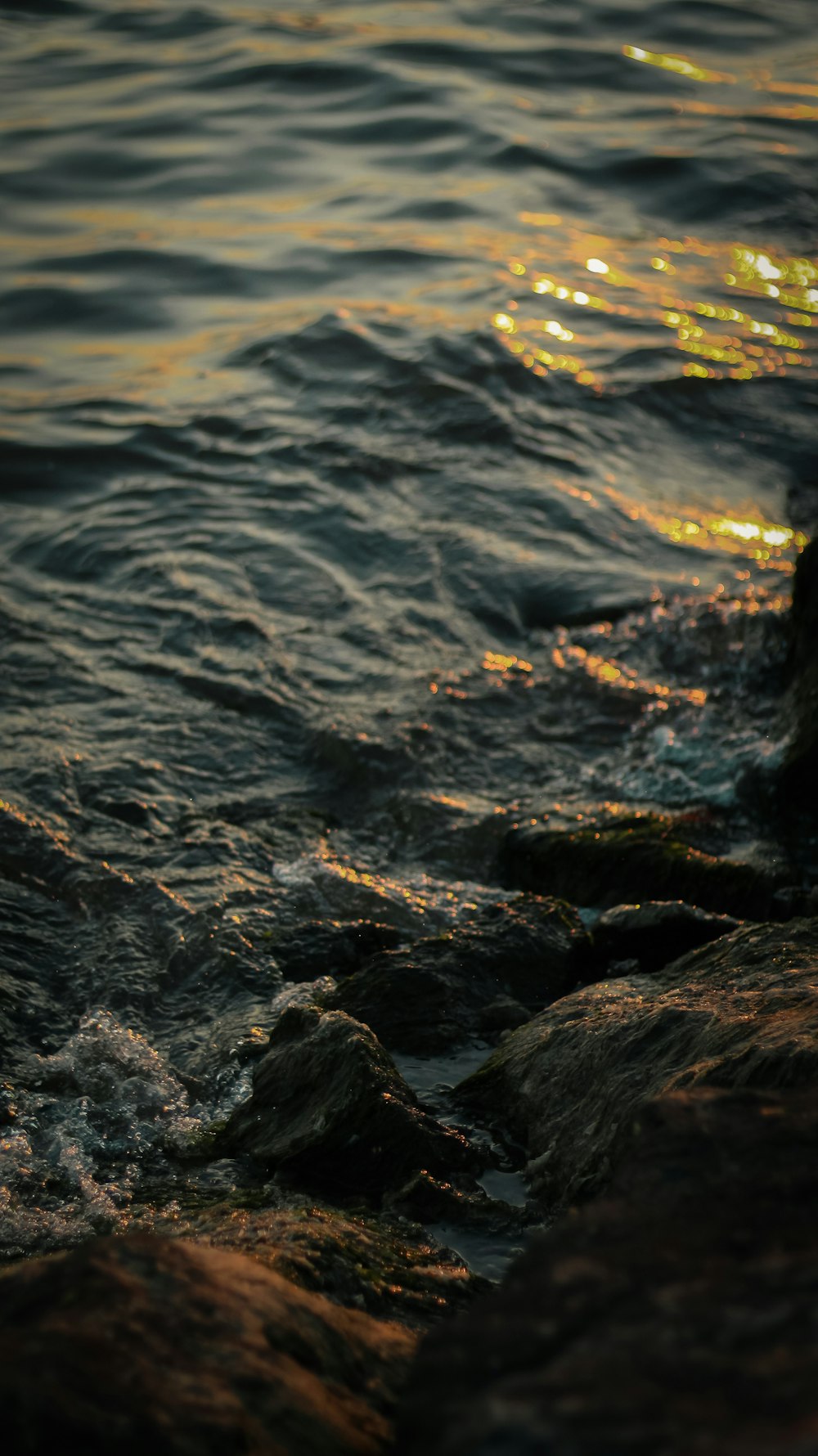 a bird standing on a rock in the water