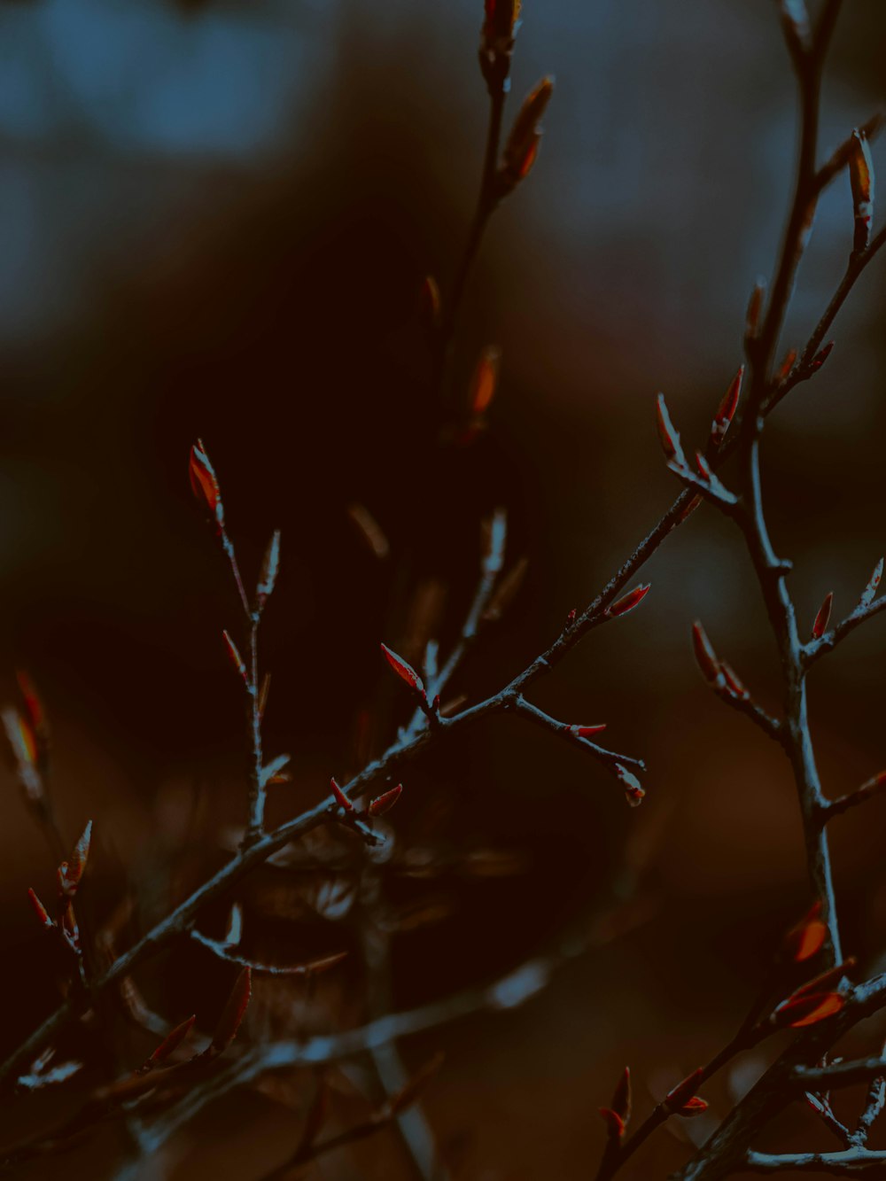 a close up of a tree with no leaves