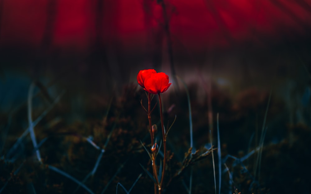 a single red flower sitting in the middle of a field