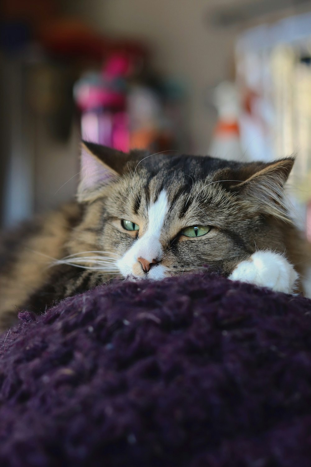 a cat laying on top of a purple blanket