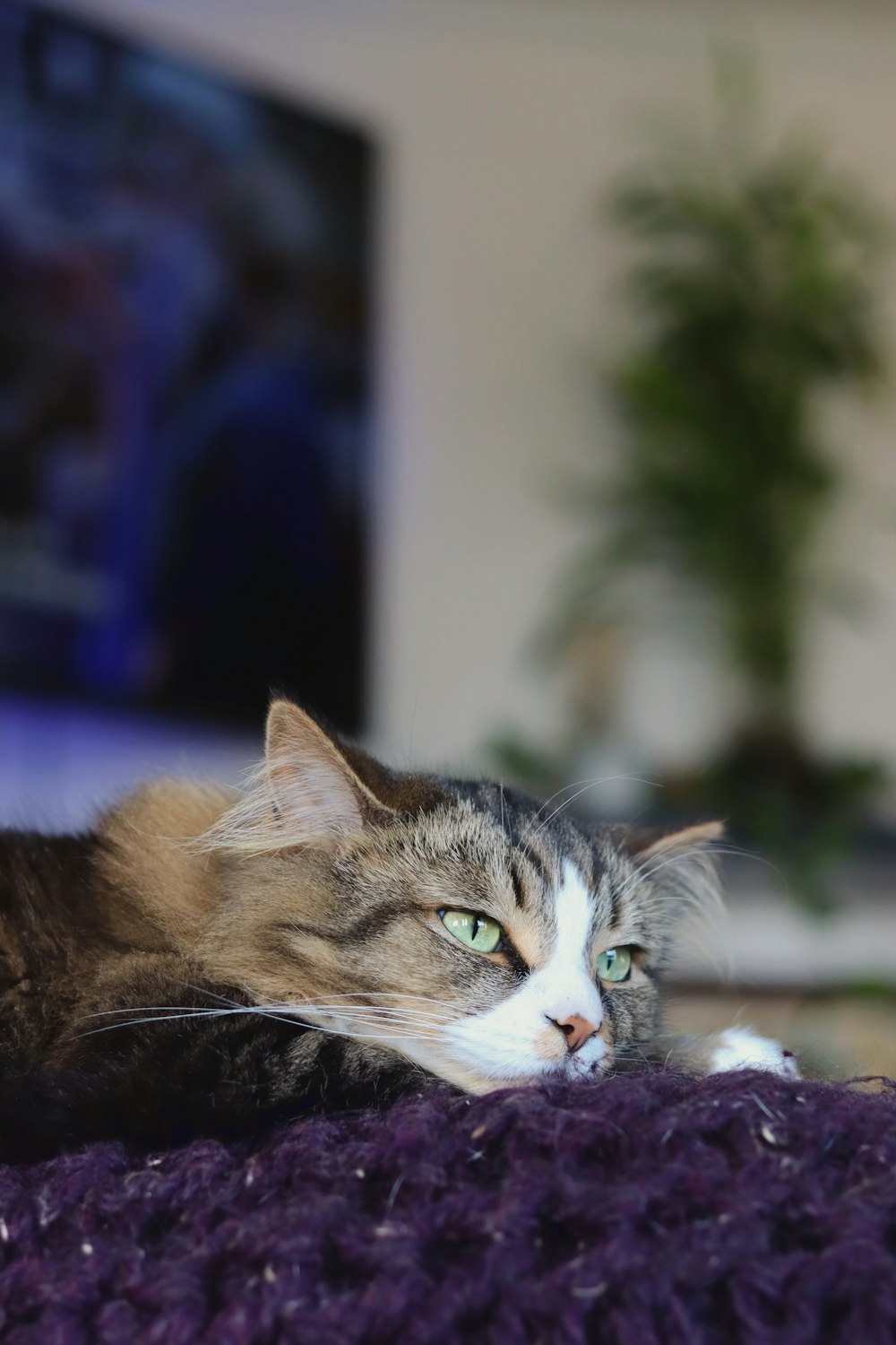 a cat laying on top of a purple blanket