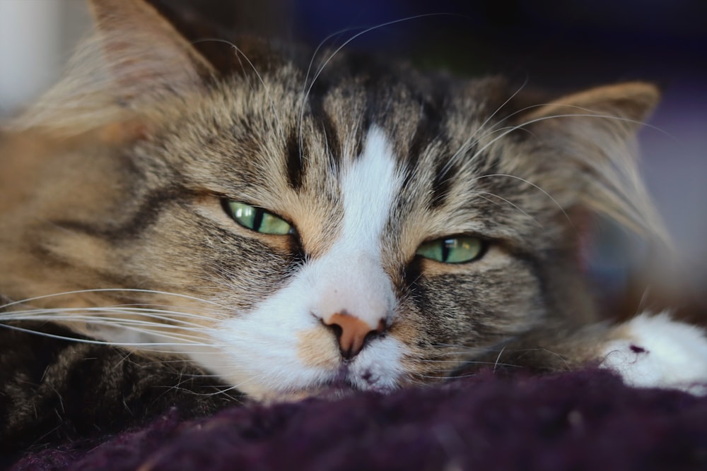 a close up of a cat with green eyes