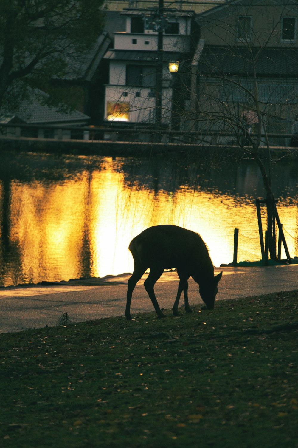 a black animal grazing on grass next to a body of water