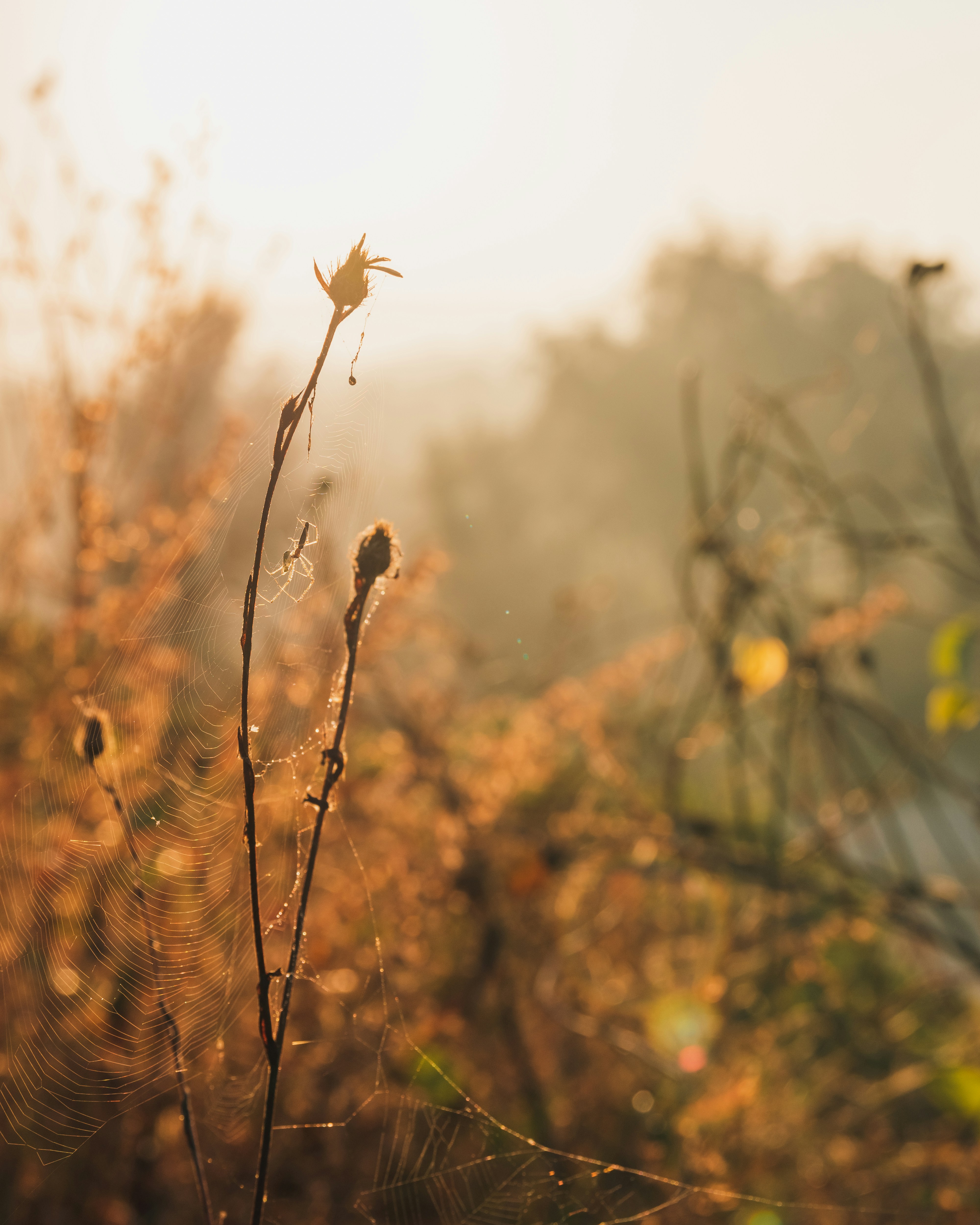 Photo by mgarchagudashvili