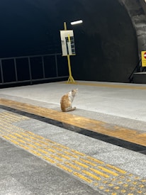 A cat is sitting on a platform with yellow tactile paving. The area appears to be an underground station or tunnel, with a dark background and what seems to be a signpost or noticeboard in the backdrop.