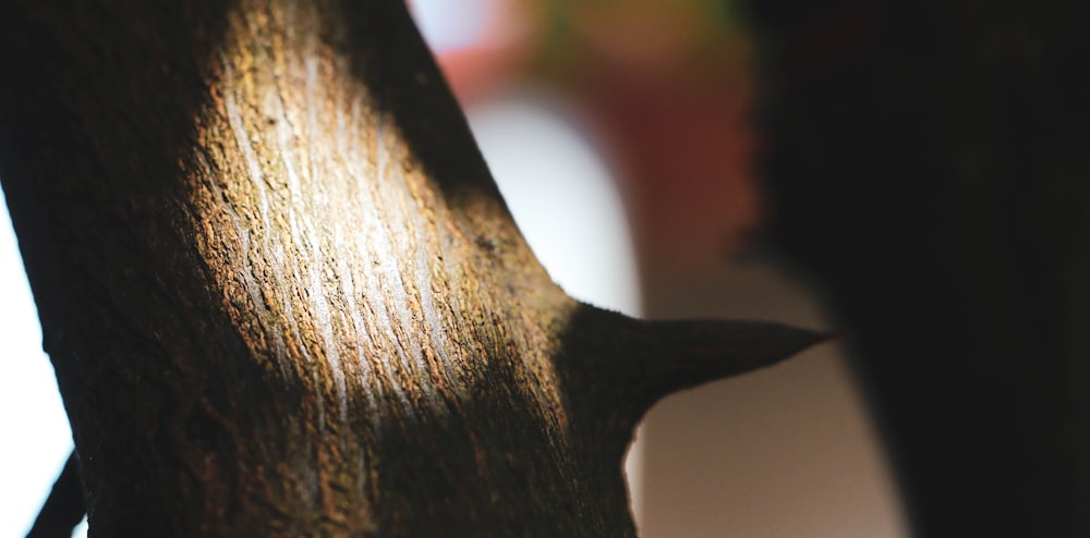 a close up of a tree trunk with a blurry background