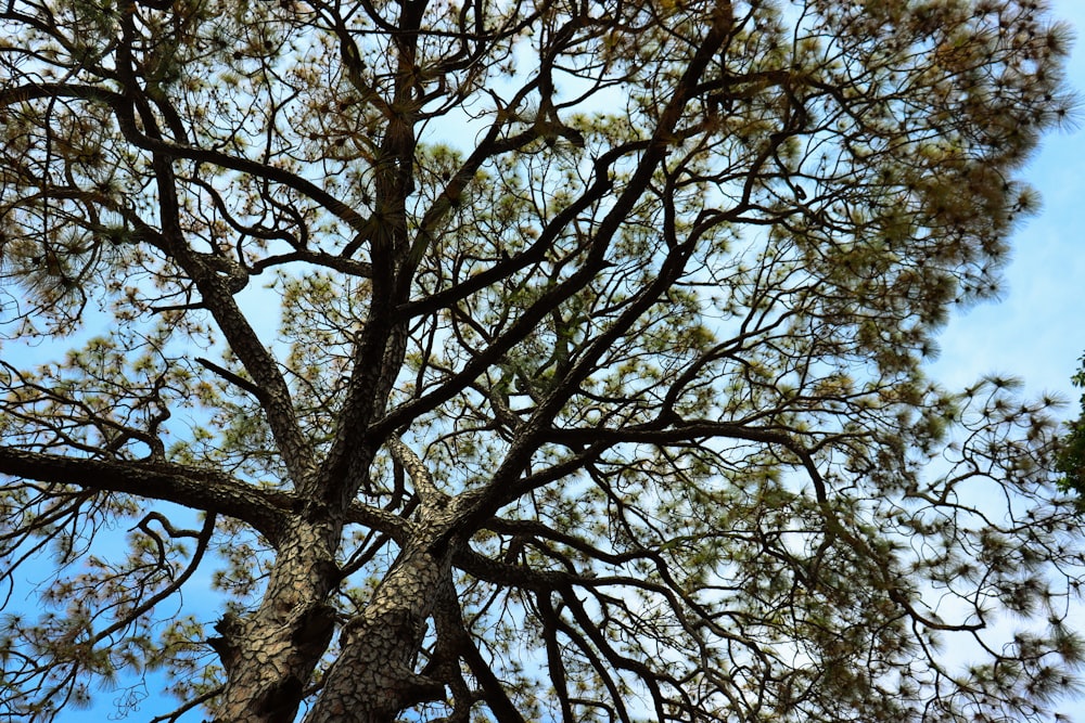 a large tree with no leaves on it