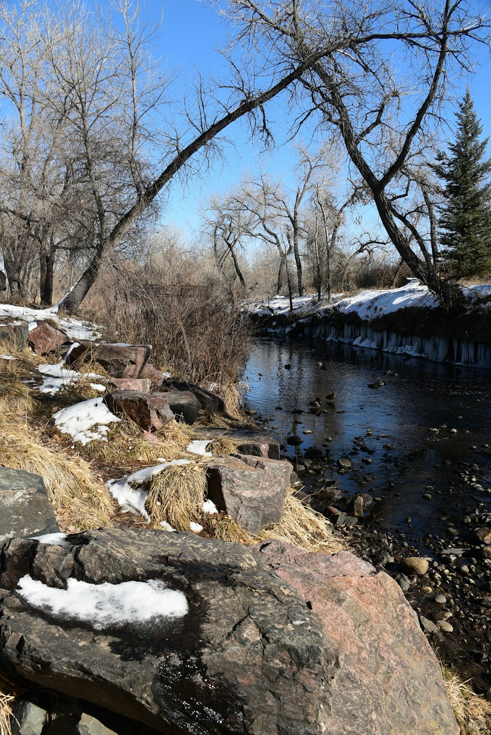 a river running through a forest covered in snow