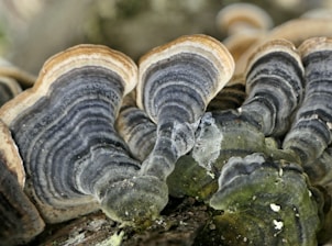 Detailed view of turkey tail mushrooms with concentric rings of varying colors including shades of brown, gray, and green. These fungi have a leathery texture and grow on decaying wood in a natural environment.