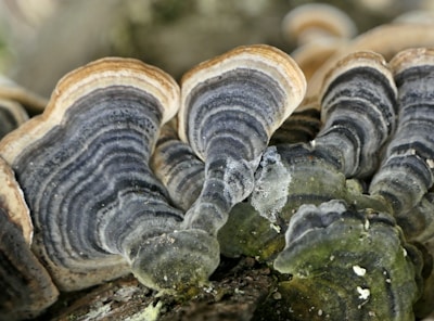 Detailed view of turkey tail mushrooms with concentric rings of varying colors including shades of brown, gray, and green. These fungi have a leathery texture and grow on decaying wood in a natural environment.