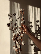 Close-up of hands gently holding freshly picked cotton bolls.