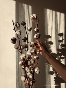 A hand gently holds a branch filled with cotton bolls against a dimly lit background with soft shadows of a curtain. The sunlight casts dramatic shadows, enhancing the texture of the cotton and the natural wooden stem.