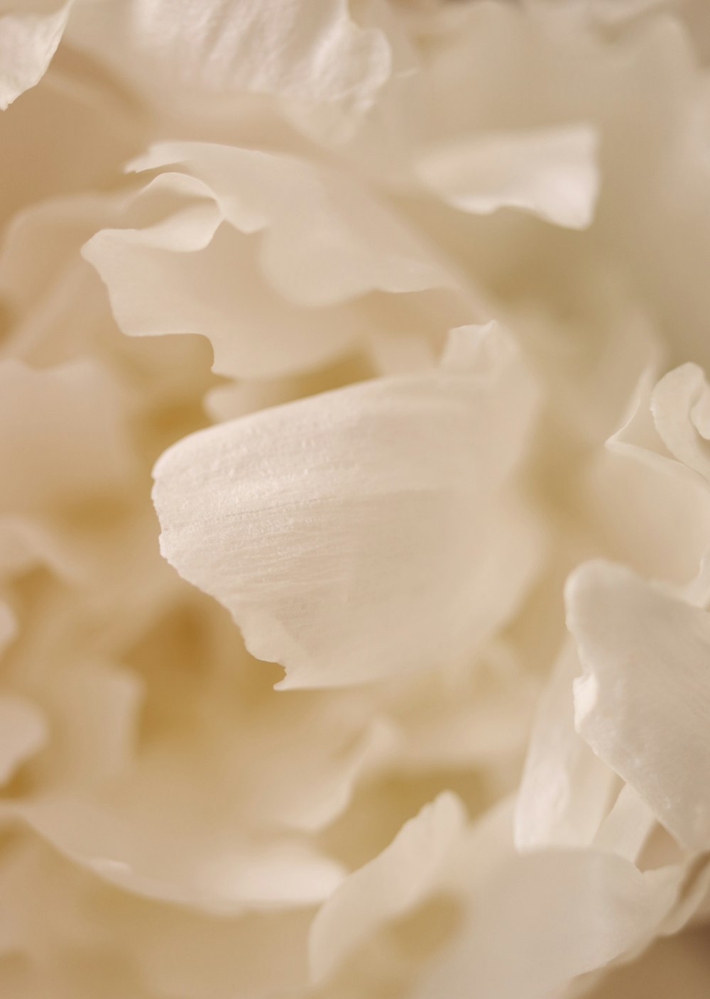 a close up view of a white flower