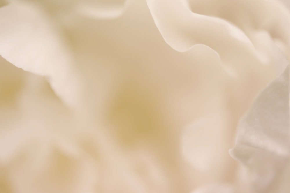 a close up of a white flower with a blurry background