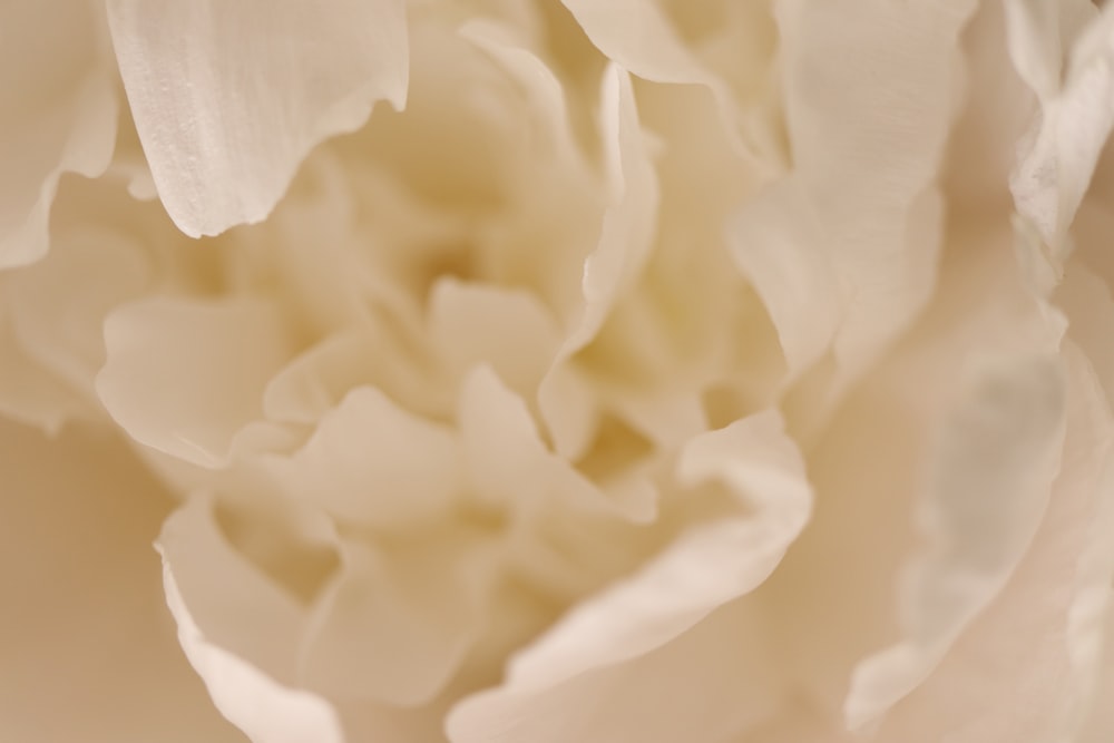 a close up view of a white flower