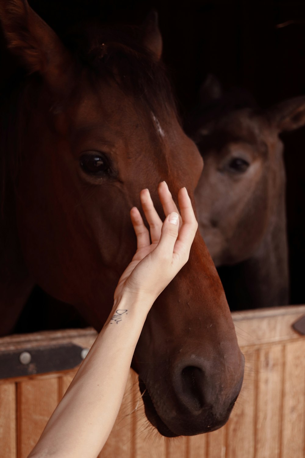 a woman petting a horse in a stable