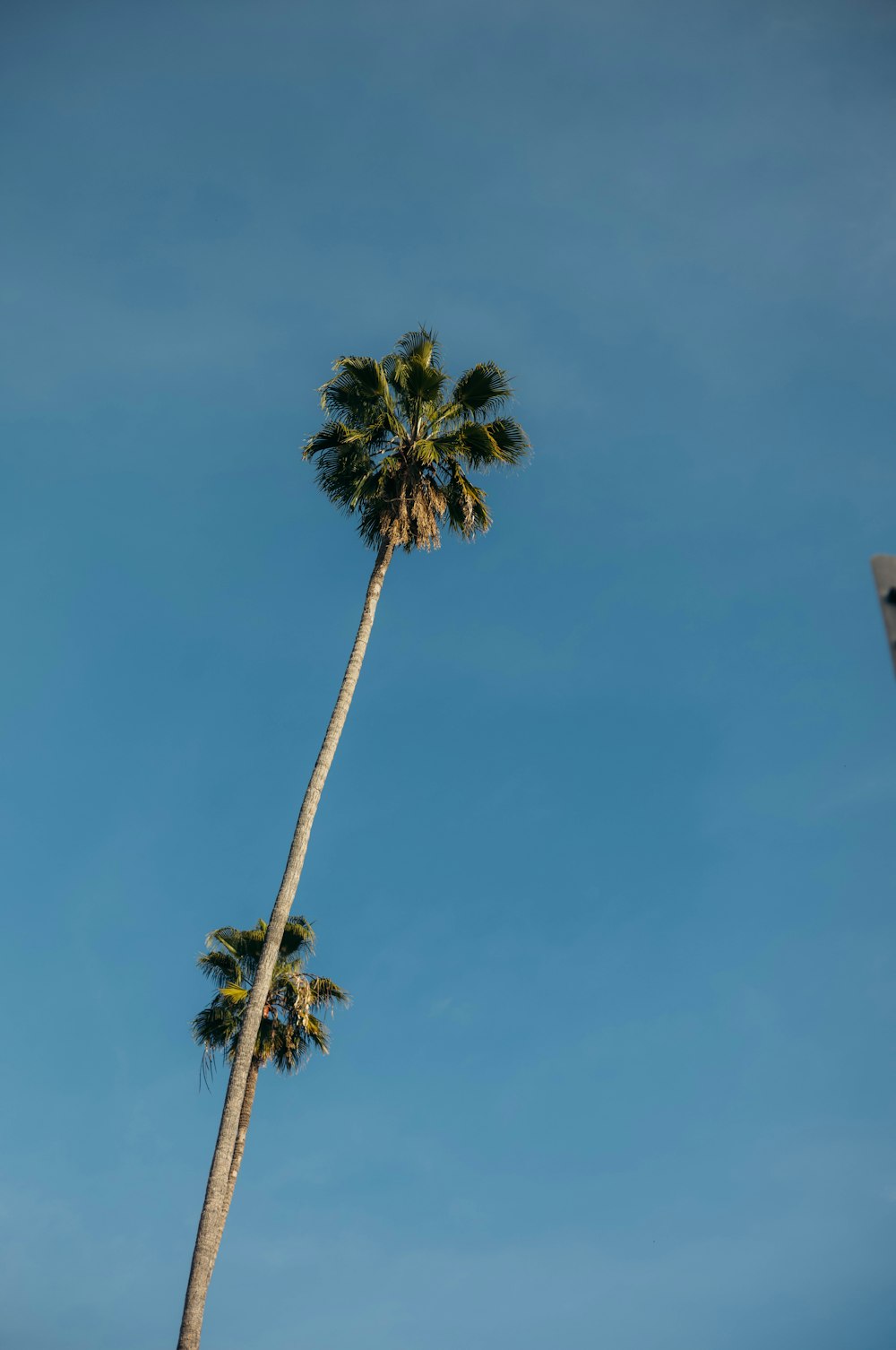 a tall palm tree with a blue sky in the background