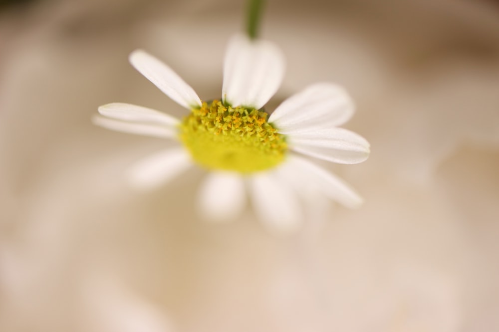 a close up of a white flower with a yellow center