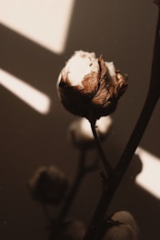 A close-up image of a cotton boll surrounded by dark shadows and a soft, diffused light. The textures of the cotton fibers and dried outer shell are emphasized, creating a natural and organic feel.