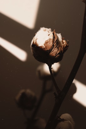 A close-up image of a cotton boll surrounded by dark shadows and a soft, diffused light. The textures of the cotton fibers and dried outer shell are emphasized, creating a natural and organic feel.