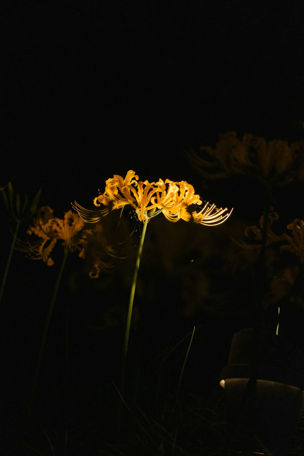 a yellow flower is lit up in the dark