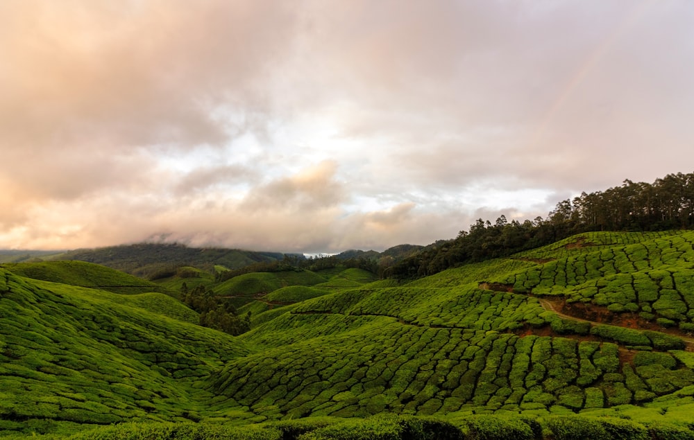 a lush green hillside covered in lots of trees