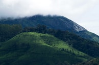 A lush green landscape featuring rolling hills covered with tea plantations. Dense forested areas are visible, with a misty mountain looming in the background under an overcast sky.
