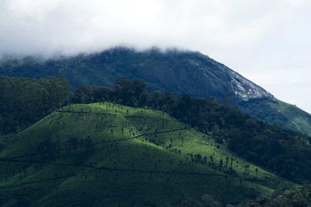 A lush green landscape featuring rolling hills covered with tea plantations. Dense forested areas are visible, with a misty mountain looming in the background under an overcast sky.